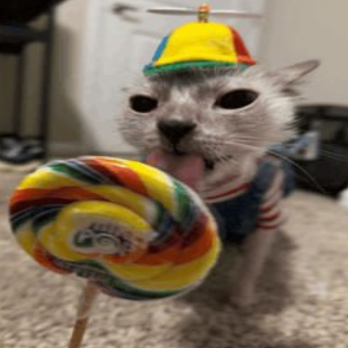 Ultra Silly Dumb Cat